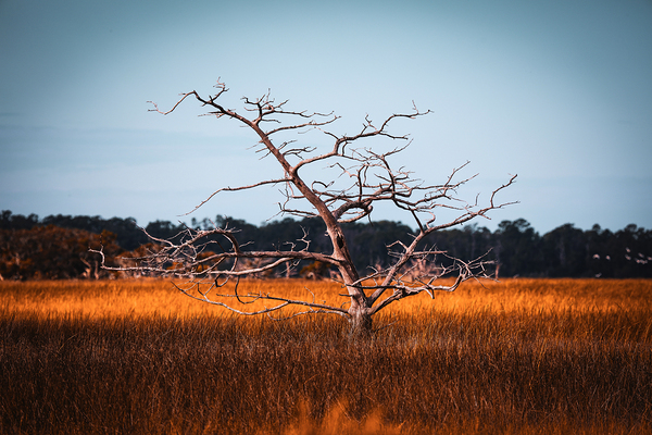 Silent Solitude by Anetta Nadolna