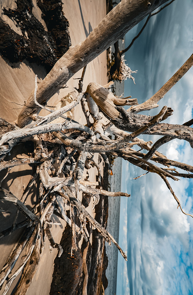 Sunlit Resilience by Anetta Nadolna