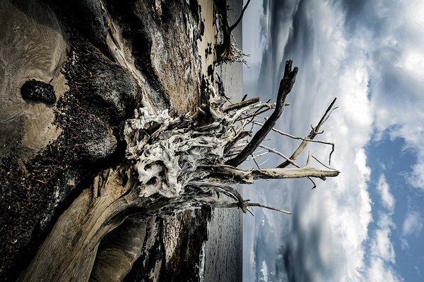 Driftwood Symphony by Anetta Nadolna