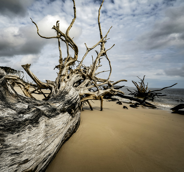 Silent Guardian by Anetta Nadolna