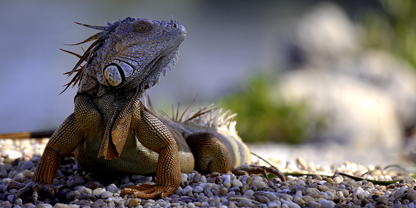 Dragon’s gaze by Anetta Nadolna