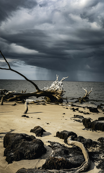 Natures Duality by Anetta Nadolna