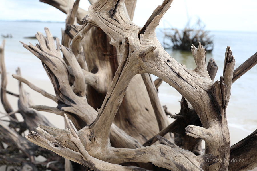 Sturdy Elegance  Print