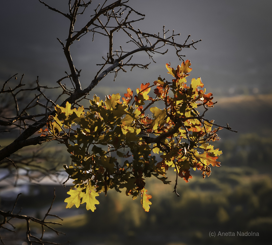 Alpine Radiance  Print