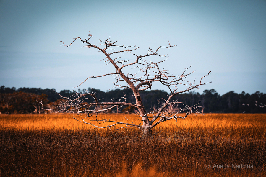 Silent Solitude  Print
