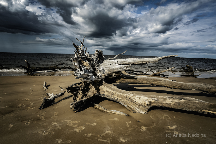 Legacy of The Tides  Print