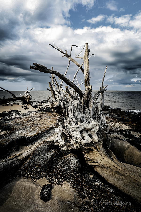 Driftwood Symphony  Print