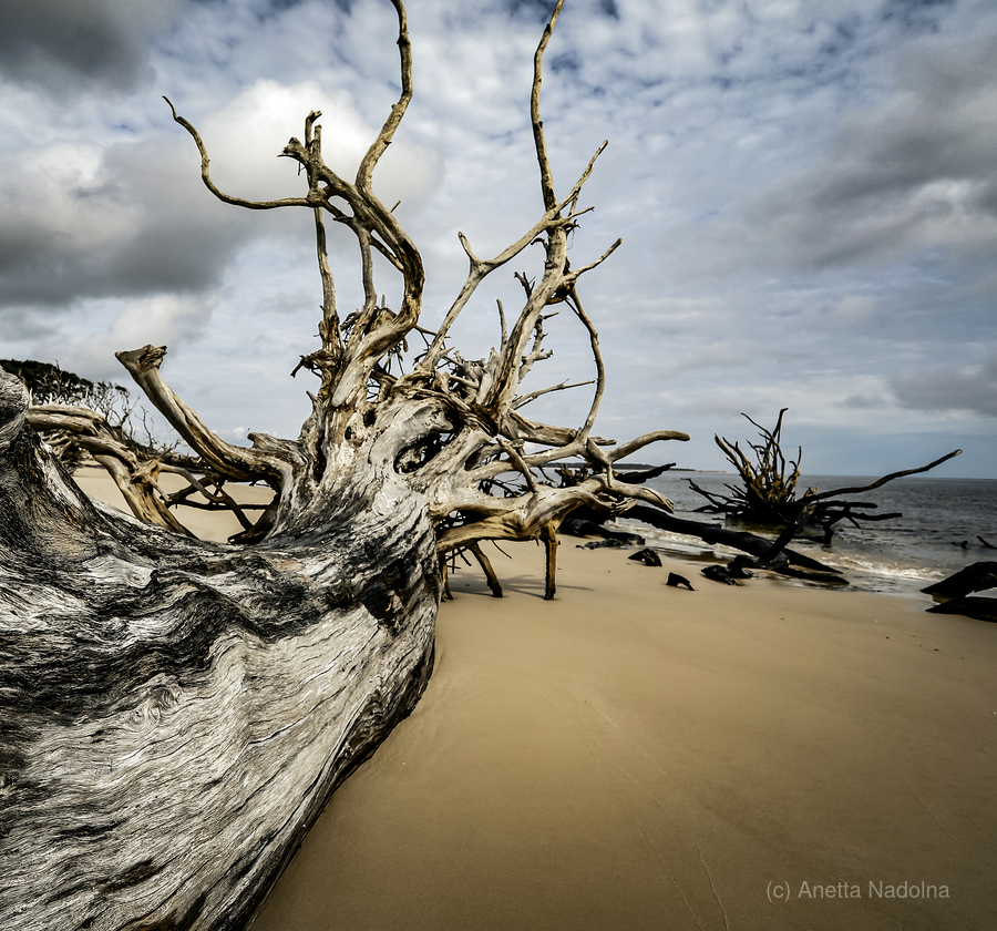 Silent Guardian  Print