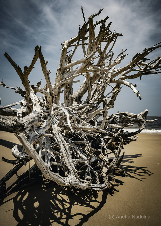 Tangled Drift  Print