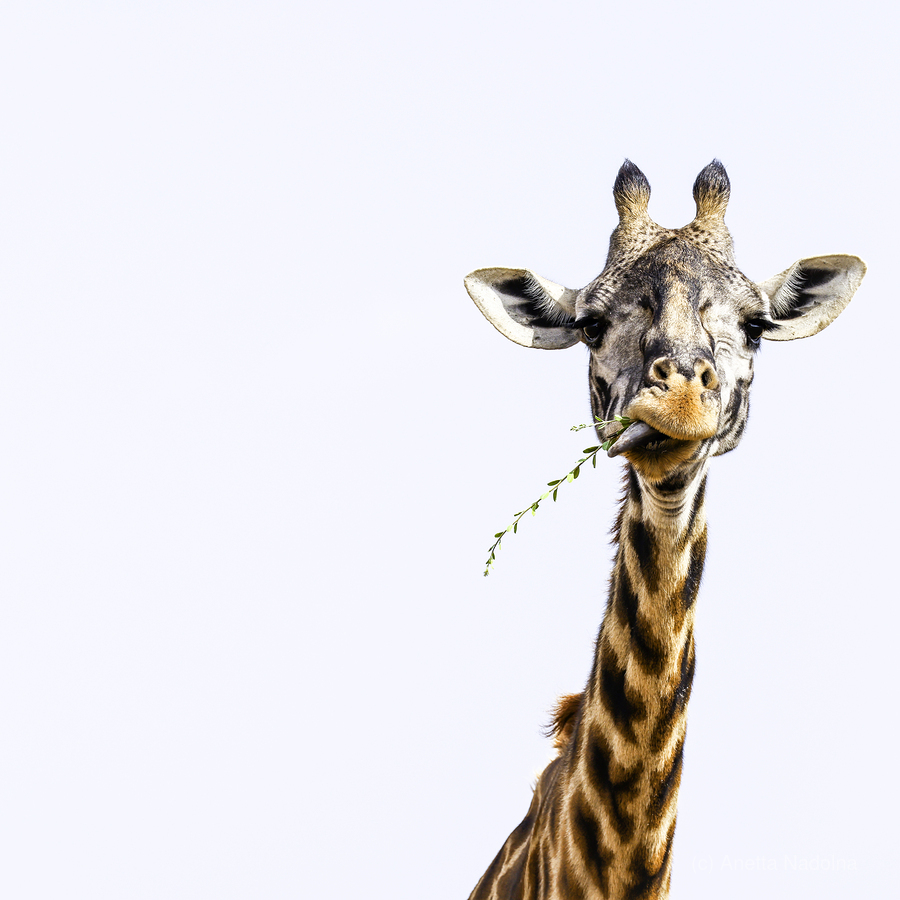 Sky High Banquet  Print