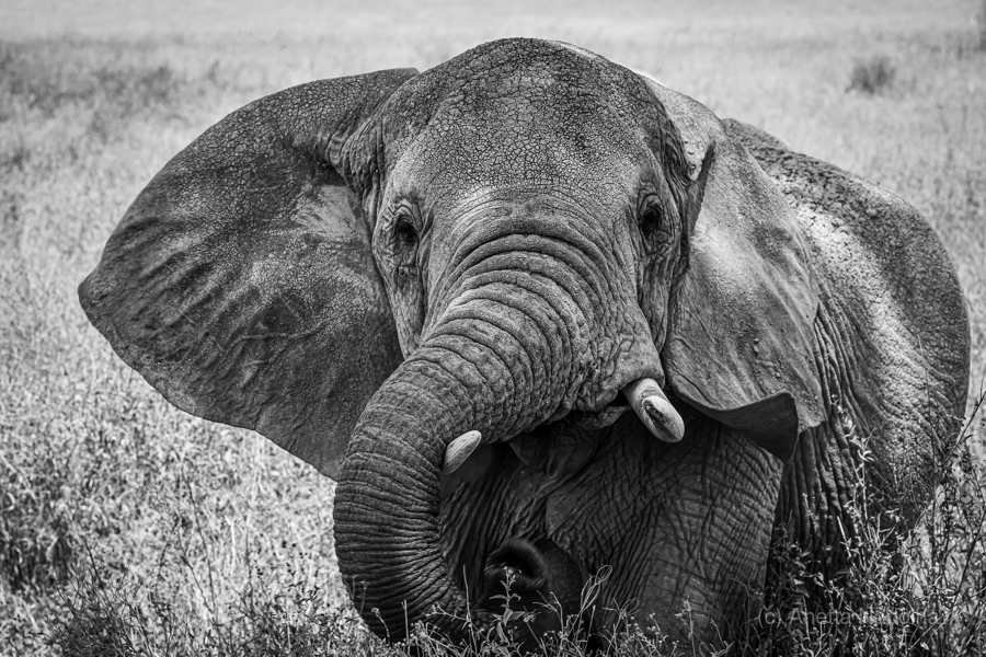 Monochrome Majesty  Print