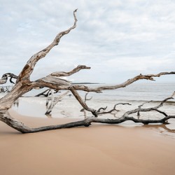 Whispers of Serenity