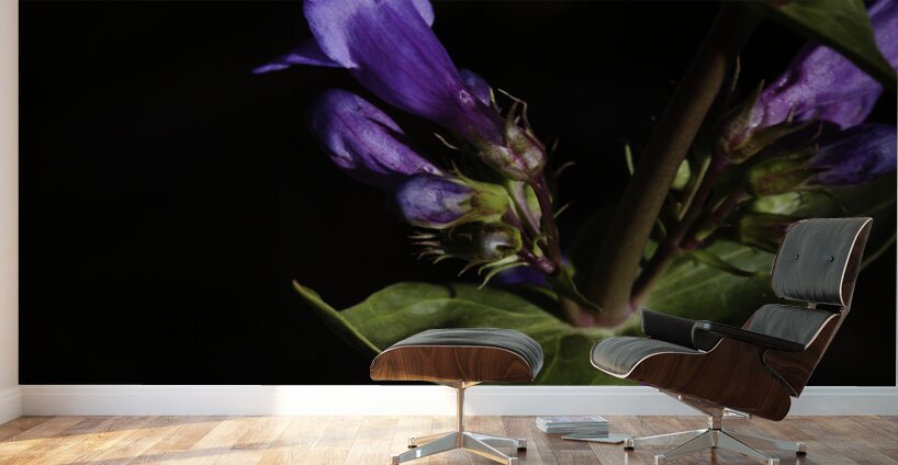 Elegance in Violet Wall Murals