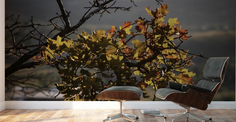 Alpine Radiance Wall Murals