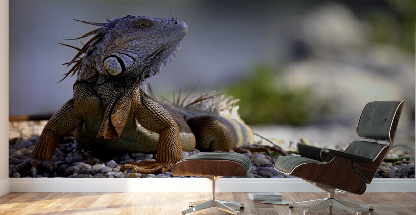 Dragon’s gaze Wall Murals