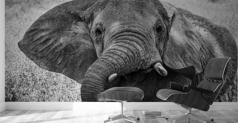Monochrome Majesty Wall Murals